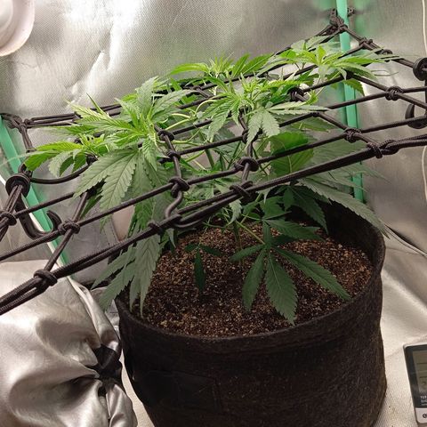 PINEAPPLE LARRY OG growlog timeline photo