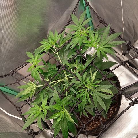 PINEAPPLE LARRY OG growlog timeline photo