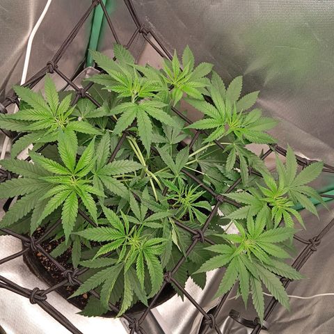 PINEAPPLE LARRY OG growlog timeline photo
