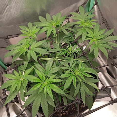 PINEAPPLE LARRY OG growlog timeline photo
