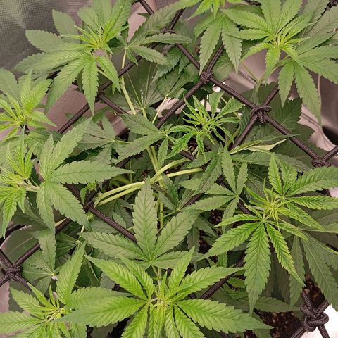PINEAPPLE LARRY OG growlog timeline photo