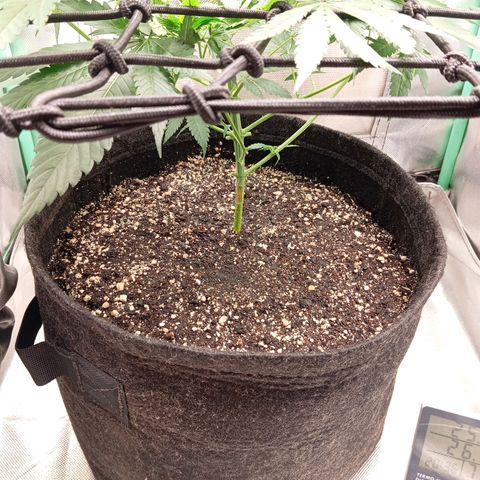 PINEAPPLE LARRY OG growlog timeline photo