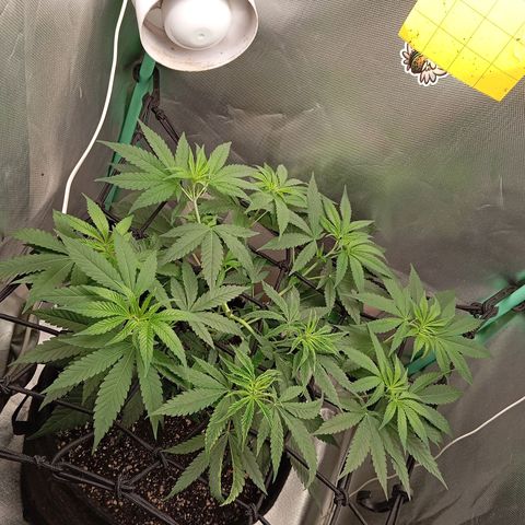 PINEAPPLE LARRY OG growlog timeline photo