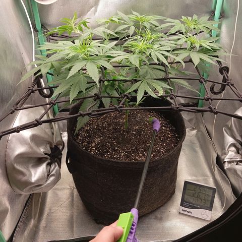 PINEAPPLE LARRY OG growlog timeline photo