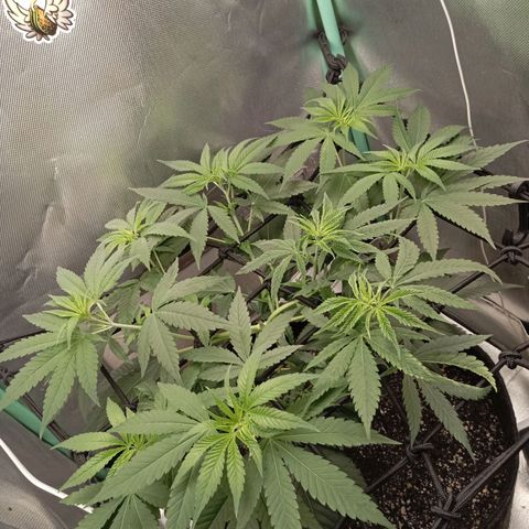 PINEAPPLE LARRY OG growlog timeline photo