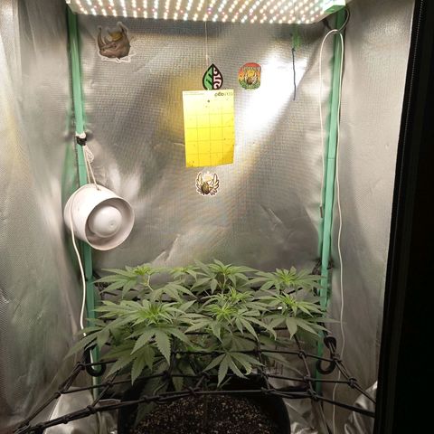 PINEAPPLE LARRY OG growlog timeline photo