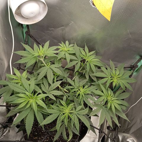 PINEAPPLE LARRY OG growlog timeline photo