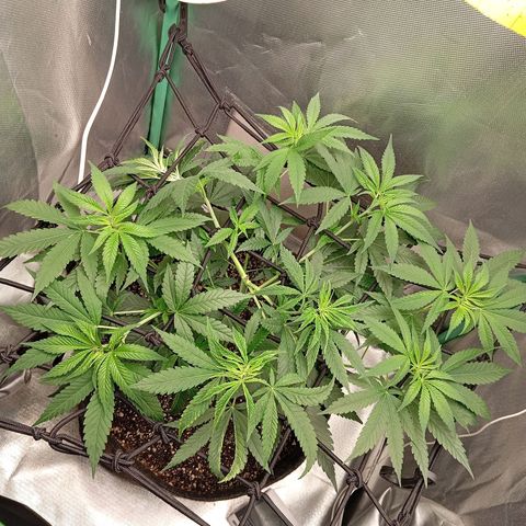 PINEAPPLE LARRY OG growlog timeline photo