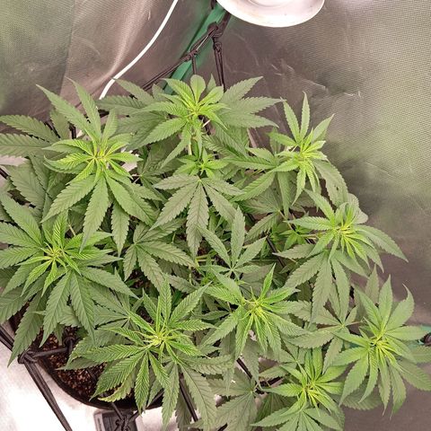 PINEAPPLE LARRY OG growlog timeline photo