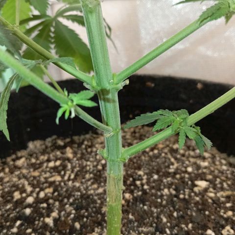PINEAPPLE LARRY OG growlog timeline photo