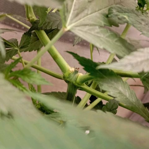 PINEAPPLE LARRY OG growlog timeline photo