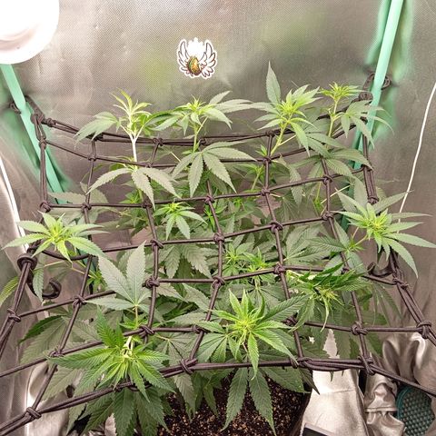 PINEAPPLE LARRY OG growlog timeline photo