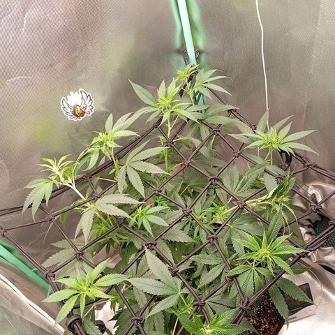 PINEAPPLE LARRY OG growlog timeline photo