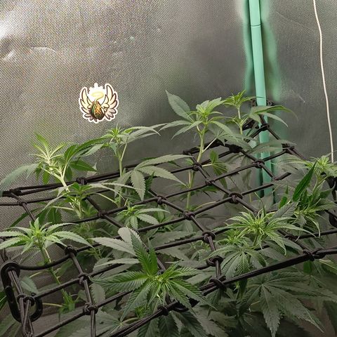 PINEAPPLE LARRY OG growlog timeline photo