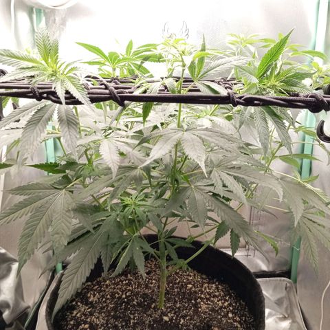 PINEAPPLE LARRY OG growlog timeline photo