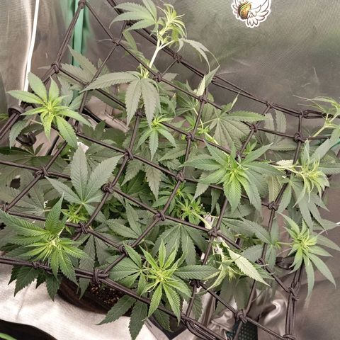 PINEAPPLE LARRY OG growlog timeline photo