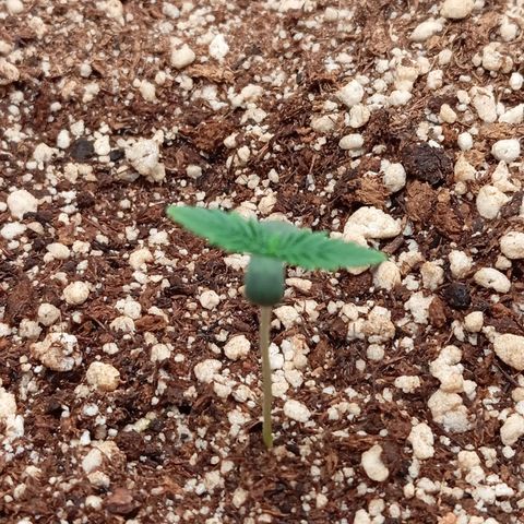 KORENJI growlog timeline photo