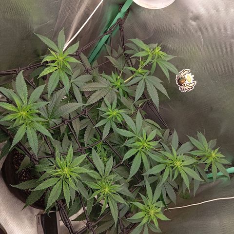 PINEAPPLE LARRY OG growlog timeline photo