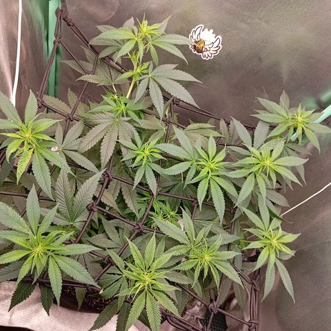 PINEAPPLE LARRY OG growlog timeline photo