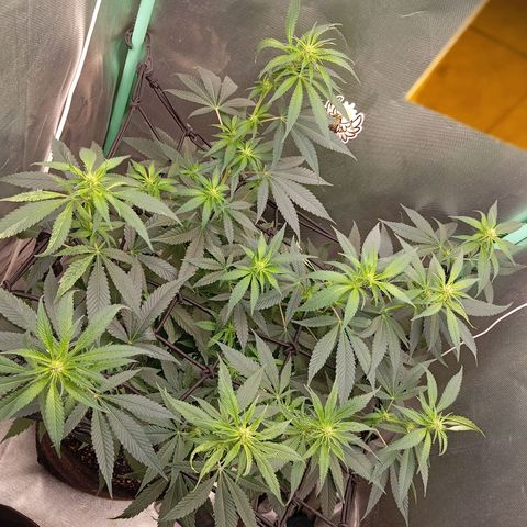 PINEAPPLE LARRY OG growlog timeline photo