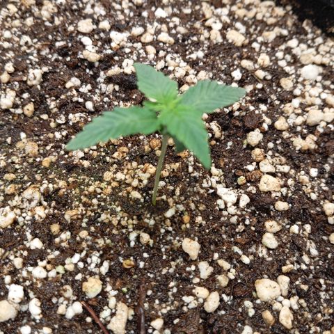 KORENJI growlog timeline photo