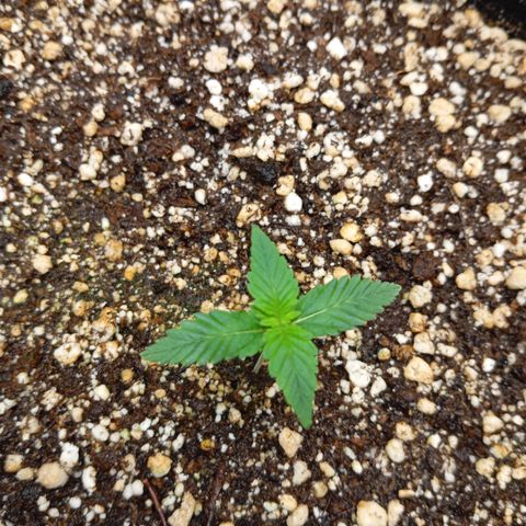 KORENJI growlog timeline photo
