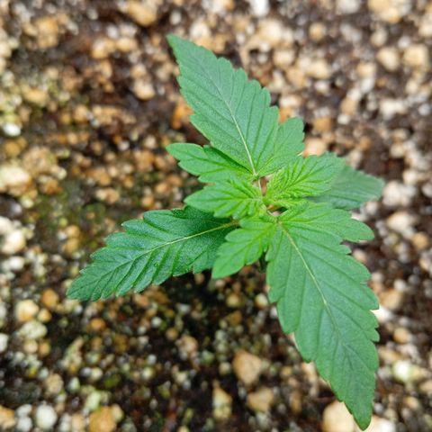 KORENJI growlog timeline photo