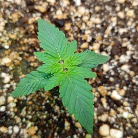 KORENJI growlog timeline photo