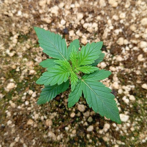 KORENJI growlog timeline photo
