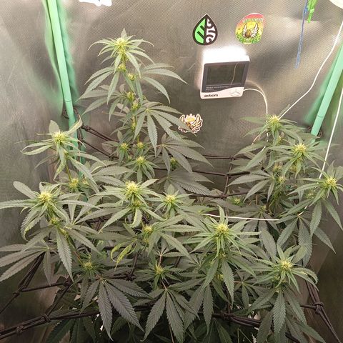 PINEAPPLE LARRY OG growlog timeline photo