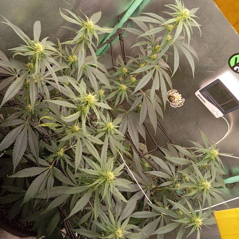 PINEAPPLE LARRY OG growlog timeline photo