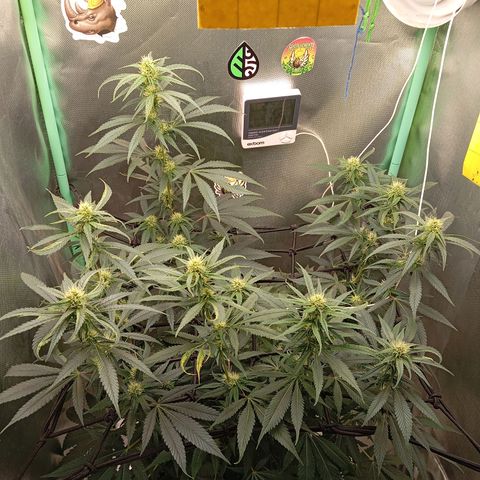 PINEAPPLE LARRY OG growlog timeline photo