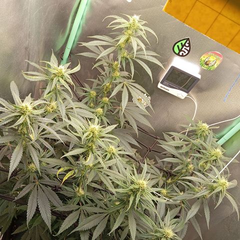 PINEAPPLE LARRY OG growlog timeline photo