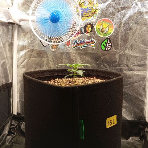 KORENJI growlog timeline photo
