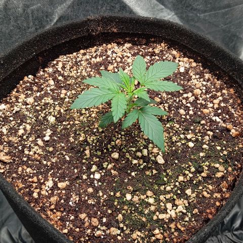 KORENJI growlog timeline photo