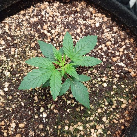 KORENJI growlog timeline photo
