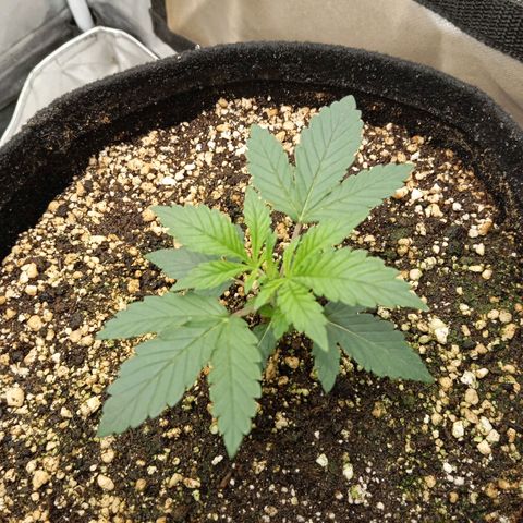 KORENJI growlog timeline photo