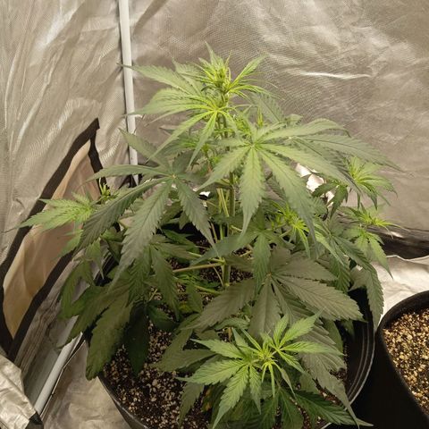 ORIGINAL SKUNK AUTO growlog timeline photo