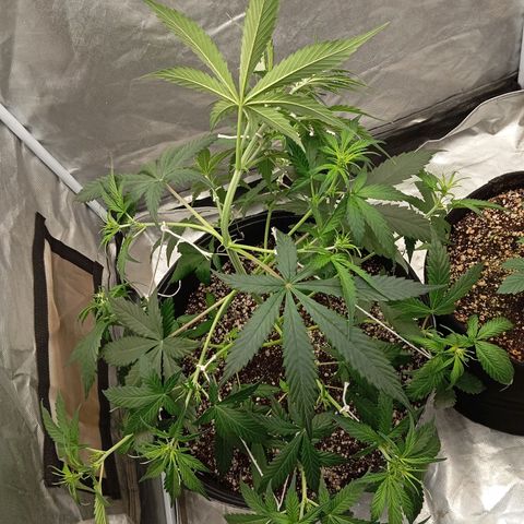 ORIGINAL SKUNK AUTO growlog timeline photo