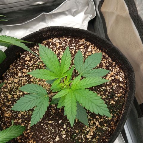 KORENJI growlog timeline photo