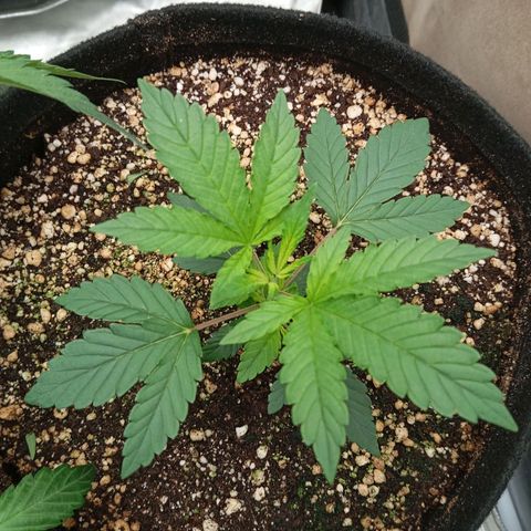 KORENJI growlog timeline photo