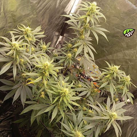 PINEAPPLE LARRY OG growlog timeline photo