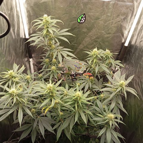 PINEAPPLE LARRY OG growlog timeline photo