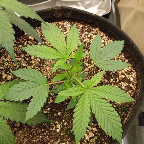 KORENJI growlog timeline photo