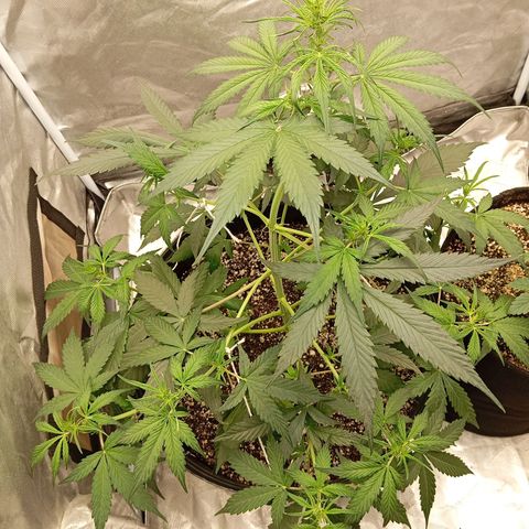 ORIGINAL SKUNK AUTO growlog timeline photo