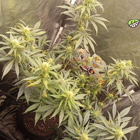 PINEAPPLE LARRY OG growlog timeline photo