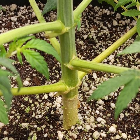 ORIGINAL SKUNK AUTO growlog timeline photo