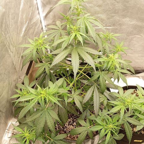 ORIGINAL SKUNK AUTO growlog timeline photo