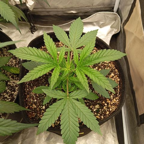 KORENJI growlog timeline photo