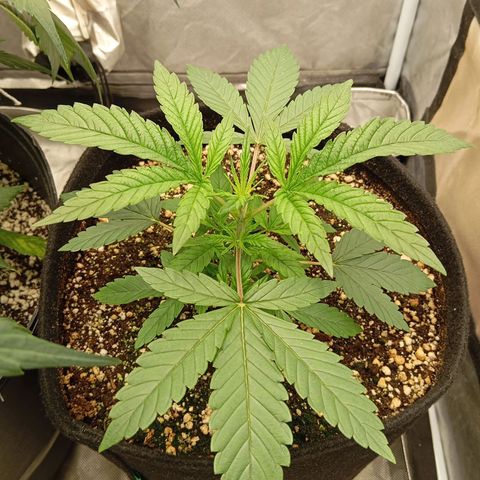 KORENJI growlog timeline photo